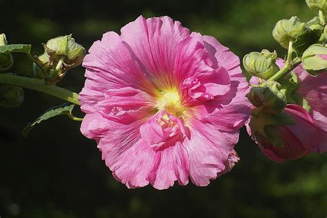 Mallow Flower Pink Free Photo On Pixabay