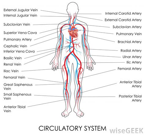 The basic function of these vessels is to take deoxygenated blood from different organs, supply it to the heart, and then take oxygenated blood that comes from the lungs into the heart to the rest of your body. What is the Superior Mesenteric Artery? (with pictures)
