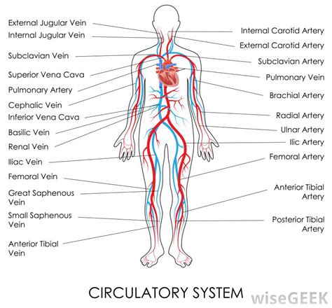 Once blood is oxygenated in the lungs, it returns to the heart and is then pumped throughout the body. What are Venules? (with pictures)