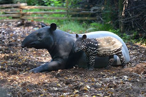 Rare Endangered Malayan Tapir Calf Born In Chester Zoo A Valuable New
