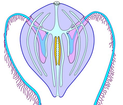 Ctenophores