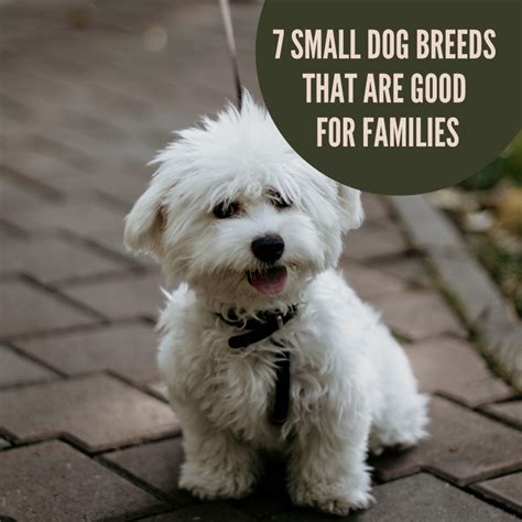 The Best Dog Breeds For Families With Multiple Pets Sample