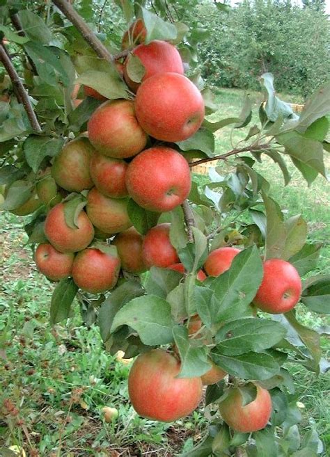 Honeycrisp apple trees (malus pumila) were developed by the university of minnesota in the 1960s to provide growers with a hardy tree that produces crisp, succulent apples. Honeycrisp apple tree | Cây ăn quả, Cây