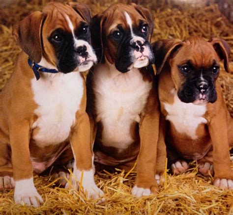 Beautiful Baby Boxers Boxer Puppies Boxer Dogs Boxer