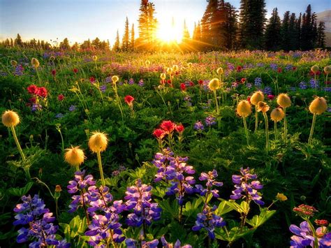 Spring Sunrise Wallpapers Top Free Spring Sunrise Backgrounds