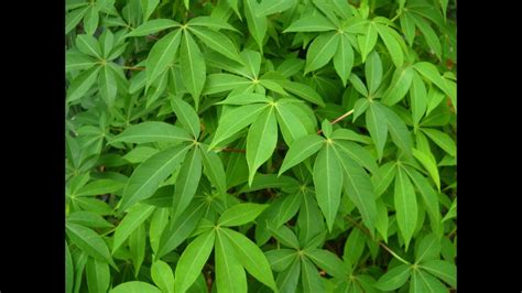 Cassava Leaves Health Benefits Youtube