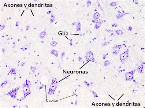 Tejidos Animales Nervioso Médula Atlas De Histología Animal Y Vegetal