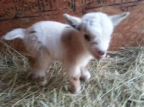 Find pygmy goats for sale in canada | visit kijiji classifieds to buy, sell, or trade almost anything! Dwarf Pygmy Goats as Pets | Nigerian Dwarf and Pygmy Goat ...