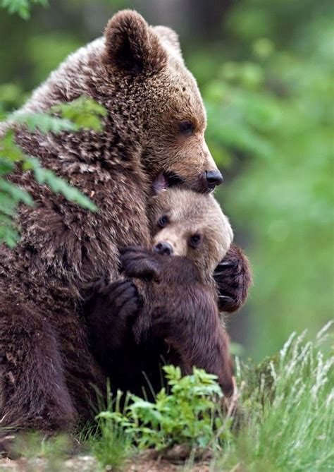 Pin On Bears Are Beautiful