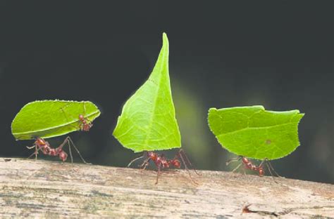 Leaf Cutting Ants Of The Genus Atta Are Commonly Encountered In A Large Download Scientific