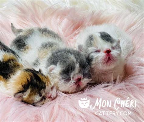 Newborn Exotic Shorthair And Exotic Longhair Kitten Gallery