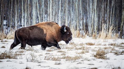 Elk Island National Park Alberta Canada