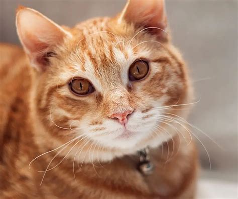 Why Are Orange Tabby Cats So Affectionate Explained Animals Hq