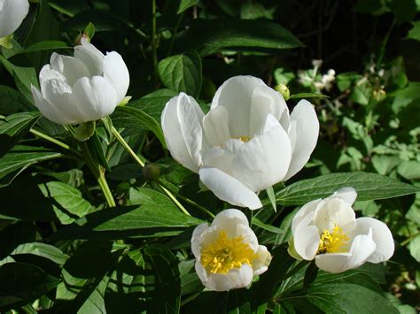 Free Images Blossom White Flower Petal Summer Botany Flora