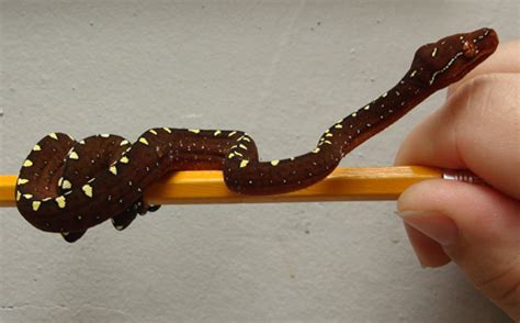 Given a string in camel case, write a python program to convert the given string from camel case to snake case. Python - ZooBorns
