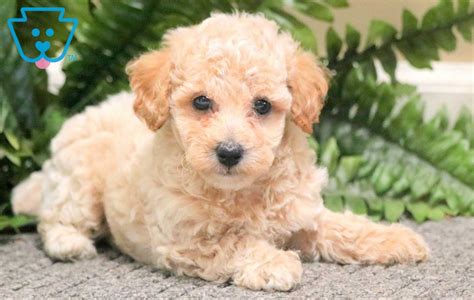 Sweetie Poodle Toy Puppy For Sale Keystone Puppies