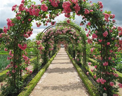 3 Benefits To Growing A Rose Garden | My Decorative