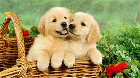 Cute Golden Retriever Puppy Pictures