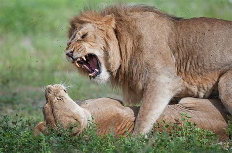 African Lions Panthera Leo Fighting Photograph By Animal Images Pixels