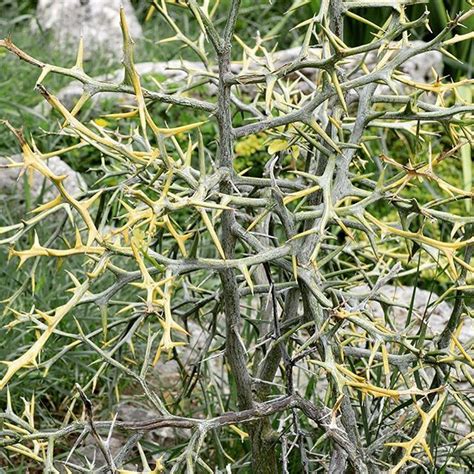 A fun small tree with fascinating thorns - Poncirus trifoliata ...