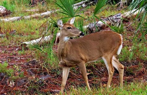 Florida White Tailed Deer Doe Flickr Photo Sharing