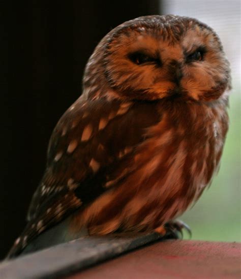 Ohio Birds And Biodiversity Owl Invades The Porch