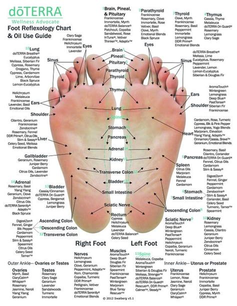 10 Pack Reflexology Chart And Essential Oil Use Guide 85 X 11 On 16pt Card Stock 2 Sided