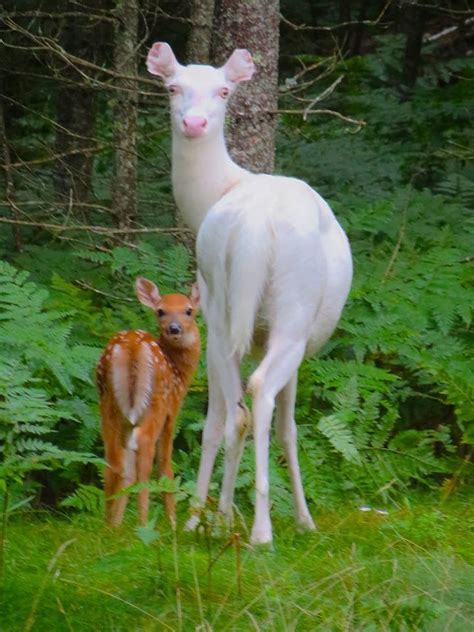 So I See Reddit Likes Albino Deer Check Out This Albino Doe With Her