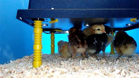 Baby Chick Care 101 Brooders Heat Health And More ~ Homestead And Chill