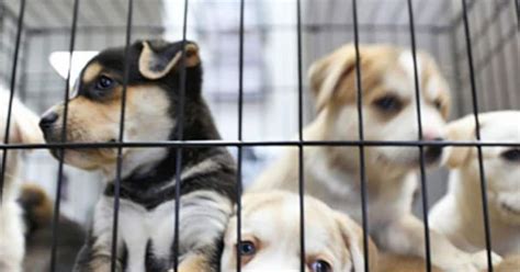 Amid Coronavirus This Chinese City Bans Eating Cats And Dogs
