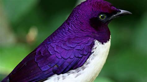 Top 10 Most Stunningly Beautiful Birds In The World N