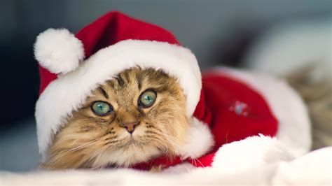 Christmas Cat Pictures Wallpapers9