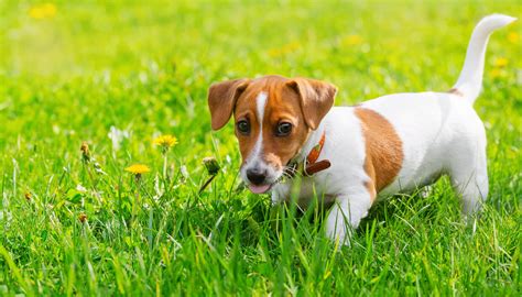 Skins de graça, farm de pontos. Por que razão seu cachorro come grama - Paixão Animal