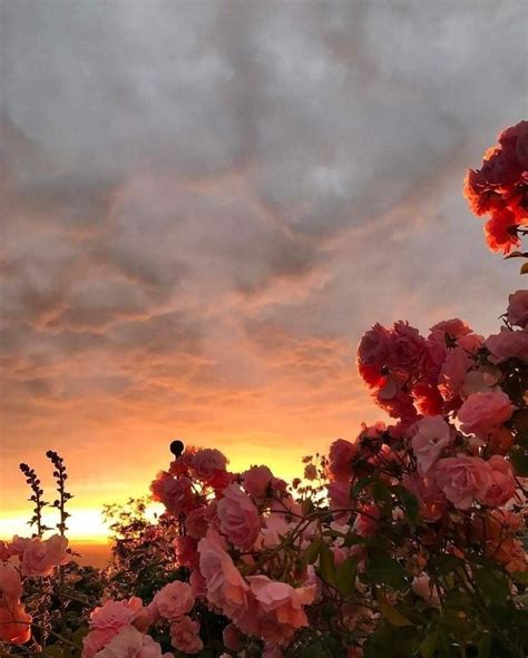 Daria 🌸 On Twitter Flower Aesthetic Nature Aesthetic Nature