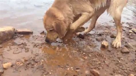Dog Vlog 1 Mud Water Happiness Youtube