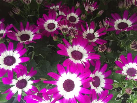 Awesome Daisies Purple Daisy Types Of Flowers Flowers