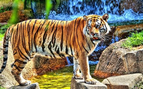 49 Hd Tiger Wallpaper Wallpapersafari