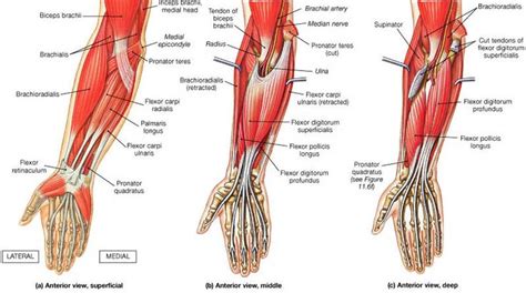 Mcqs Of Anatomy Of Forearm And Wrist Dentistry And Medicine