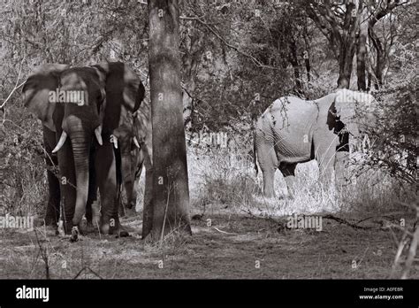 Ruaha National Park Tanzania Elephants In Miombo Woodland Black And