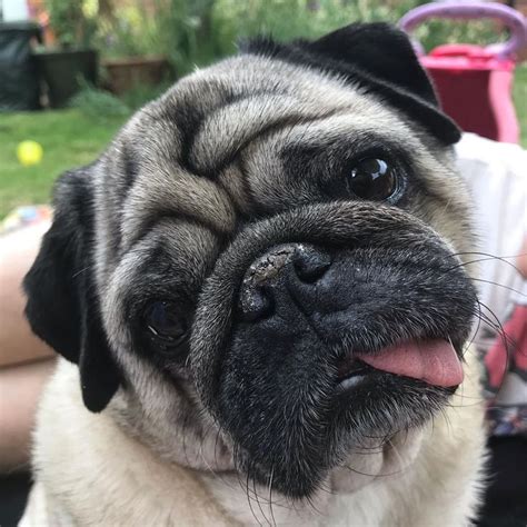 Nofilterneeded For All This Pug Beauty 😍 Although We Are Always