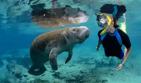 Where can I swim with manatees in Florida for free?