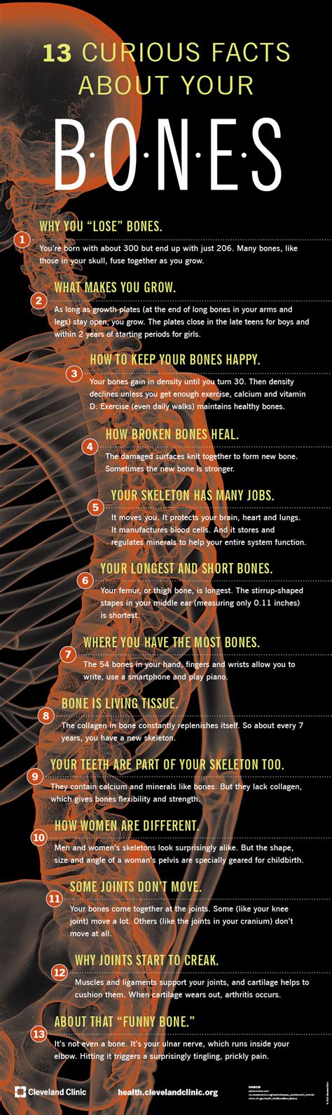 Interesting Anatomy Facts