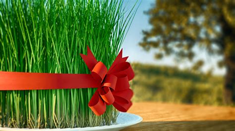 Samani 3D 3D model | CGTrader