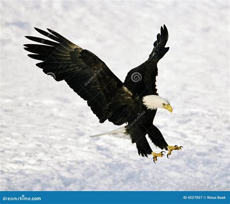 Bald Eagle Landing Royalty Free Stock Photography Image 4527057