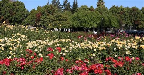 We enjoyed very much going to the municipal rose garden in san jose. Municipal Rose Garden, San Jose | Roadtrippers