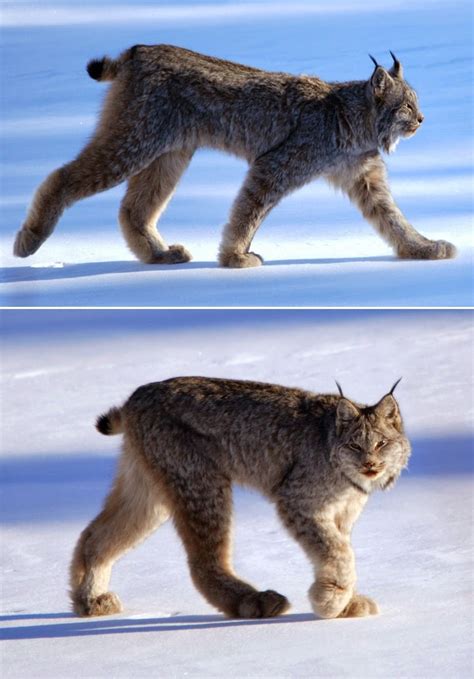 The Magnificent Canadian Lynx﻿ Animals Wild Lynx Animals Beautiful