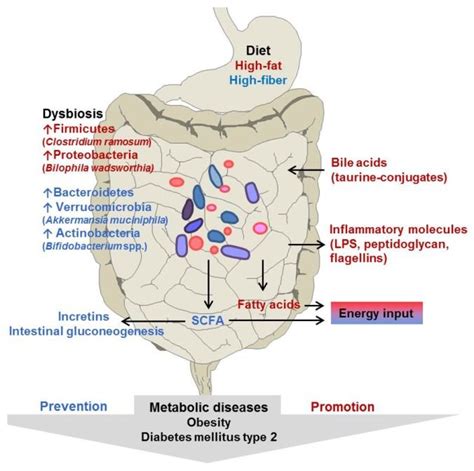 Woting Et Al The Intestinal Microbiota In Metabolic Disease