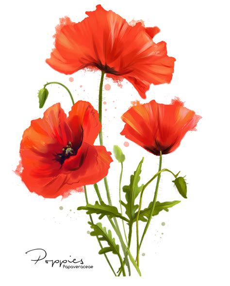 My Flowers Poppies Watercolor Painting By Kajenna On Deviantart
