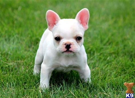 French bulldog is highly preferred, would like one as soon as possible. French Bulldog Puppy for Sale: Precious - French Bulldog ...