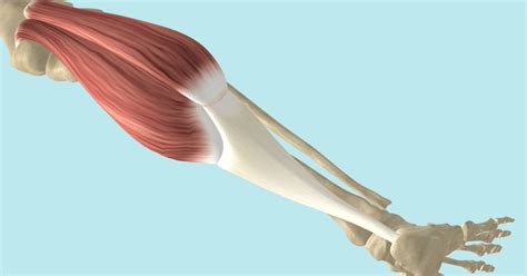 The Gastrocnemius Muscles, Its Attachments and Actions | Yoganatomy